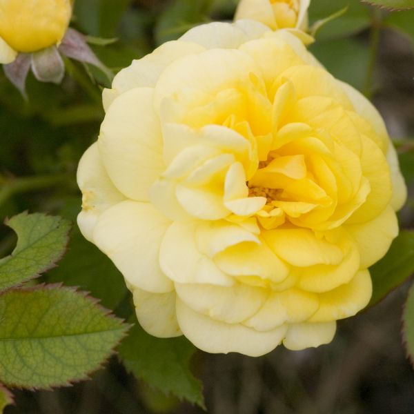 Yellow Brick Road Rose - #2 Container