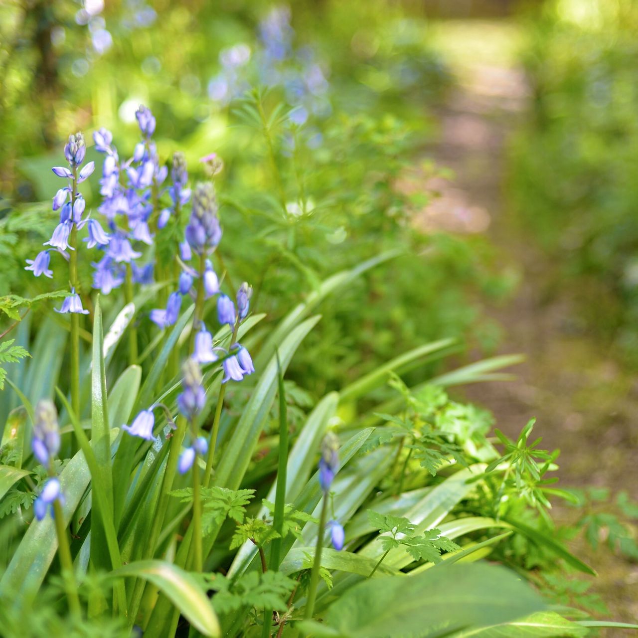 How To Plant Bluebell Bulbs To Start Your Own Woodland Garden Ideal Home how-to-plant-bluebell-bulbs-to-start-your-own-woodland-garden-ideal-home