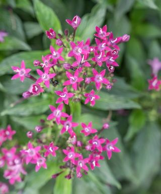 Pentas flowers