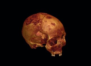 A rendering of the ancient skull created from CT scans.
