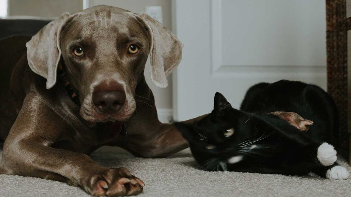 A dog and a cat