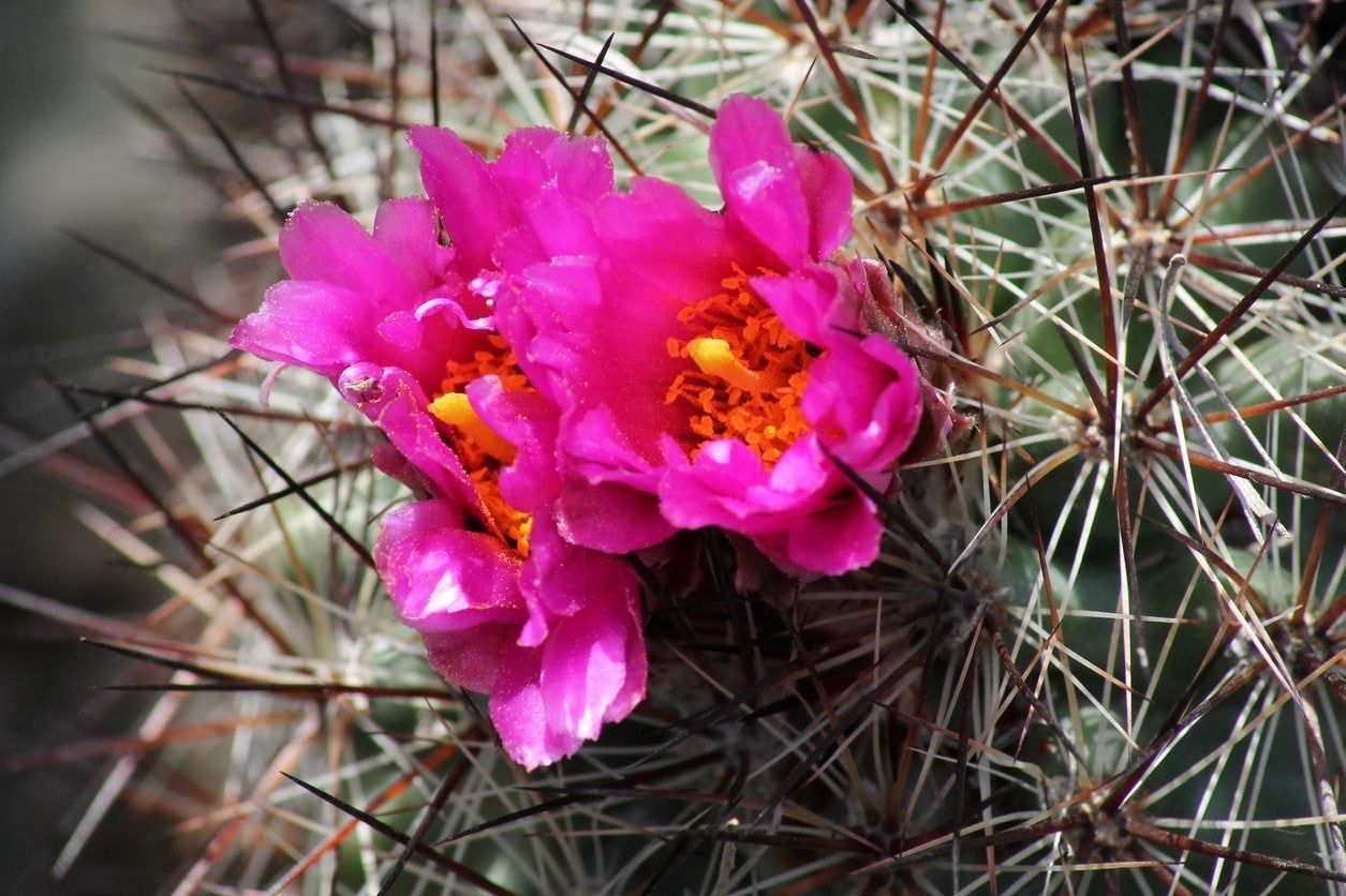 zone 5 cactus