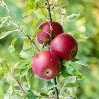 Red apples growing on apple tree