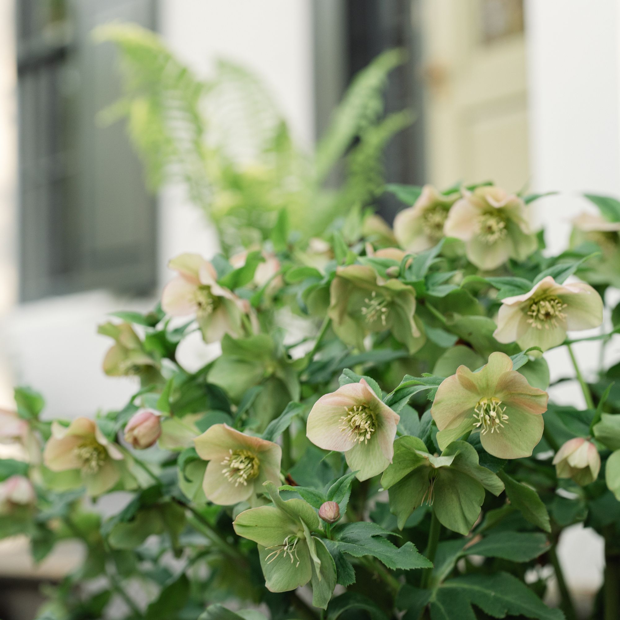 Hellebore flowers growing on front porch