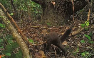 The decimation of redwood forests is significantly contributing to the Humboldt marten's decline