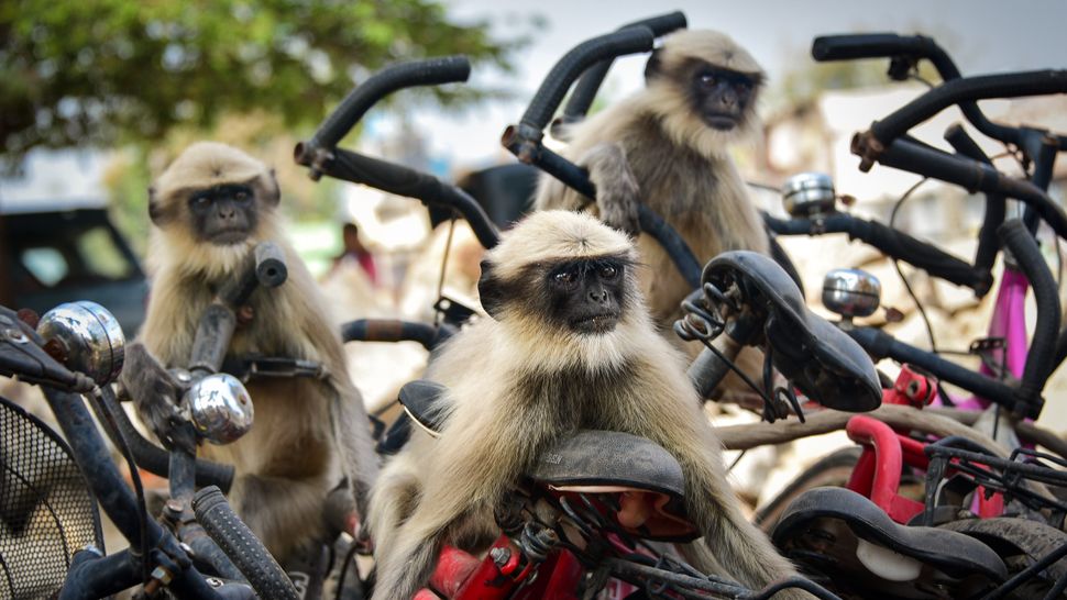 comedy-wildlife-photographer-awards-2020-finalisten