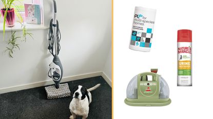 Safe pet cleaning products on white background with photo of dog and steam cleaner beside it