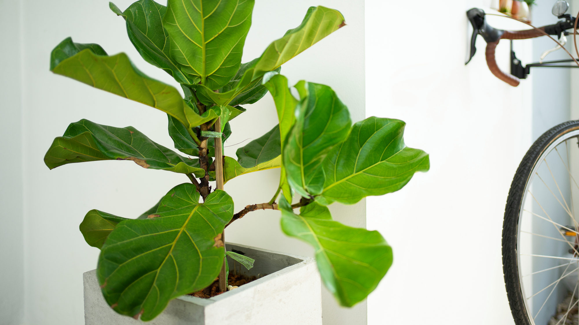 fiddle leaf fig houseplant with brown spots and bike in background 