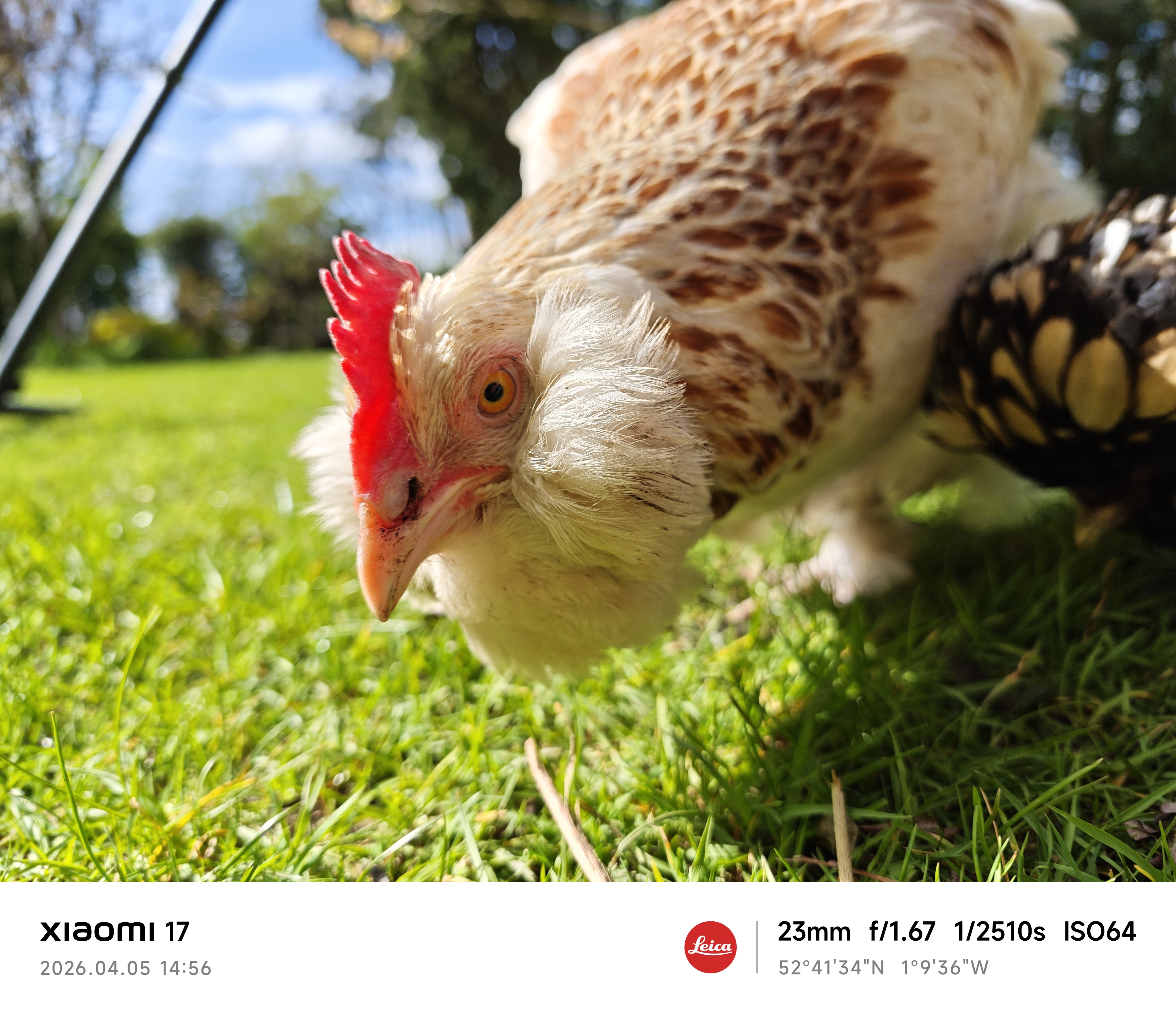 Xiaomi 17 sample photo