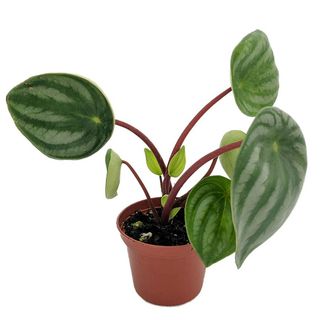 Watermelon Peperomia 