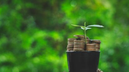 Plant growing from stacks of coins