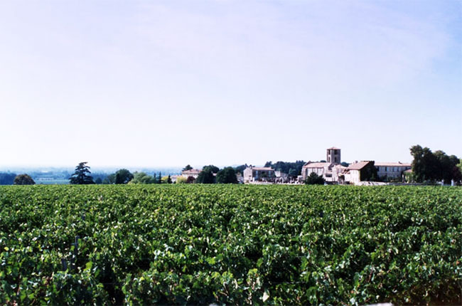 Vineyards in Pomerol