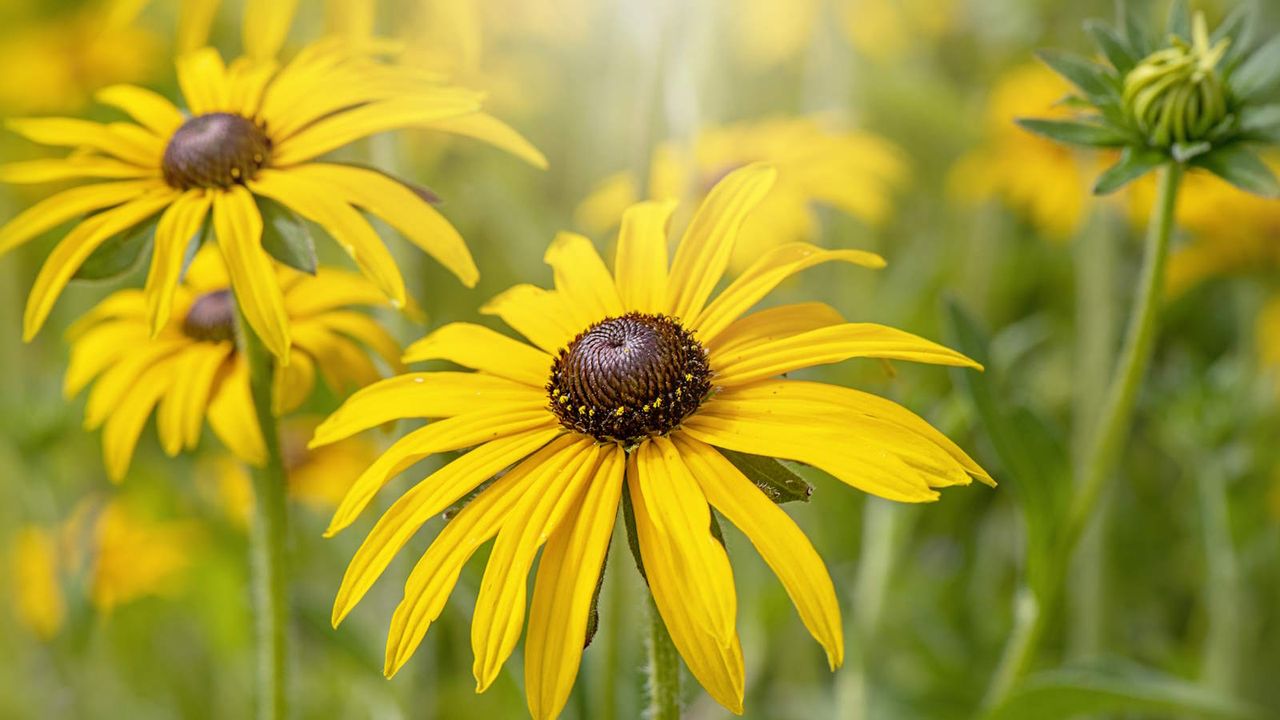 The yellow blooms of black-eyed Susans up close on a sunny day