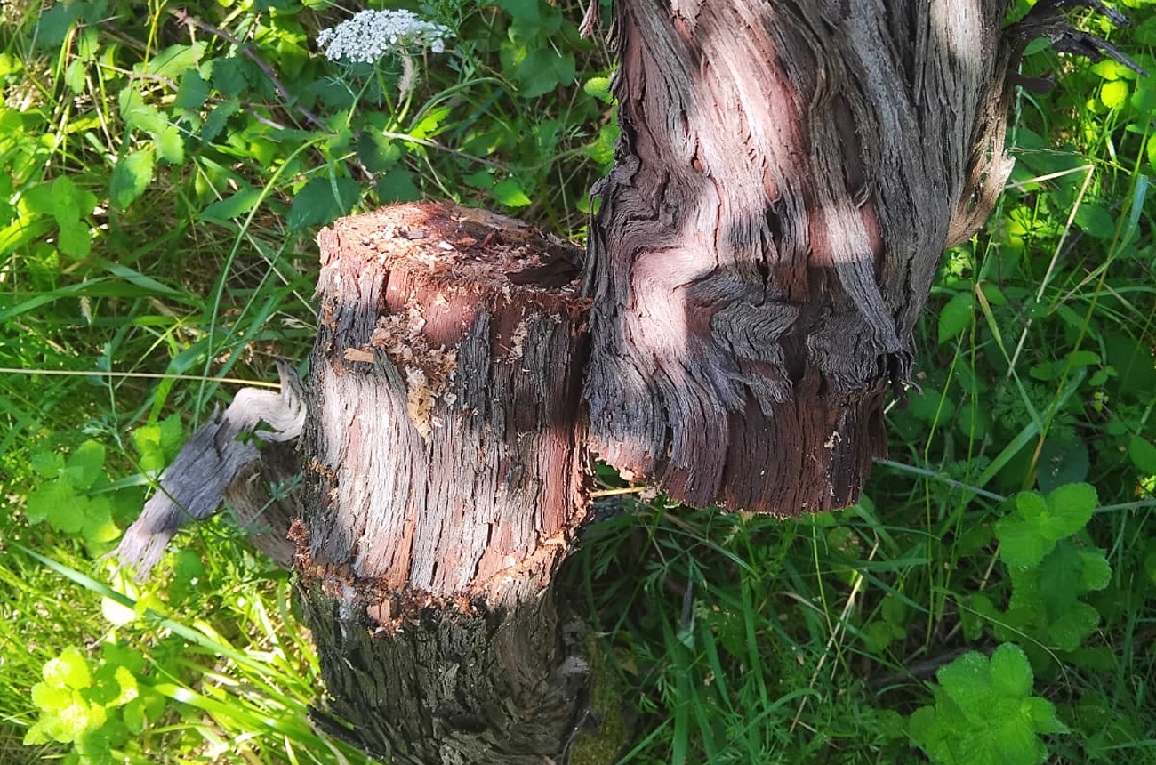 Vine attacked at Vi&ntilde;a Moraima