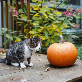 A cat sitting beside a pumpkin in a vegetable garden
