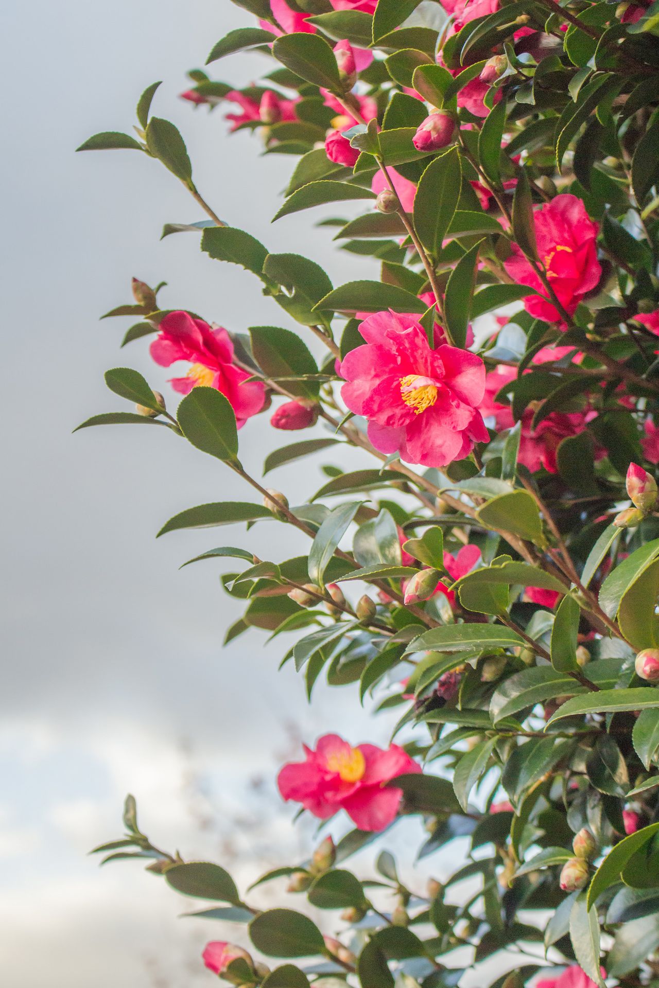 How to prune camellias and the best time of the year to do so Country