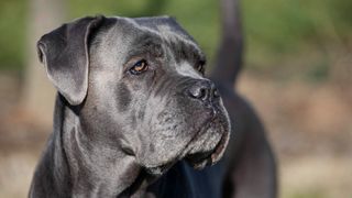 Close up of cane corso face