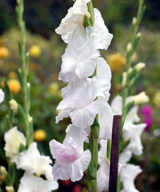 The flowers of Gladiolus 'White Prosperity' are pristine white