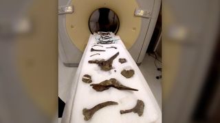 Researchers do a CT scan of Stegouros elengassen's fossils.