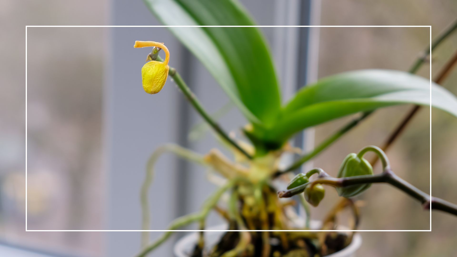  picture of an orchid with fallen blooms and yellowing roots