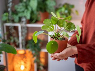 woman holding Chinese money plant with other plants and light in background