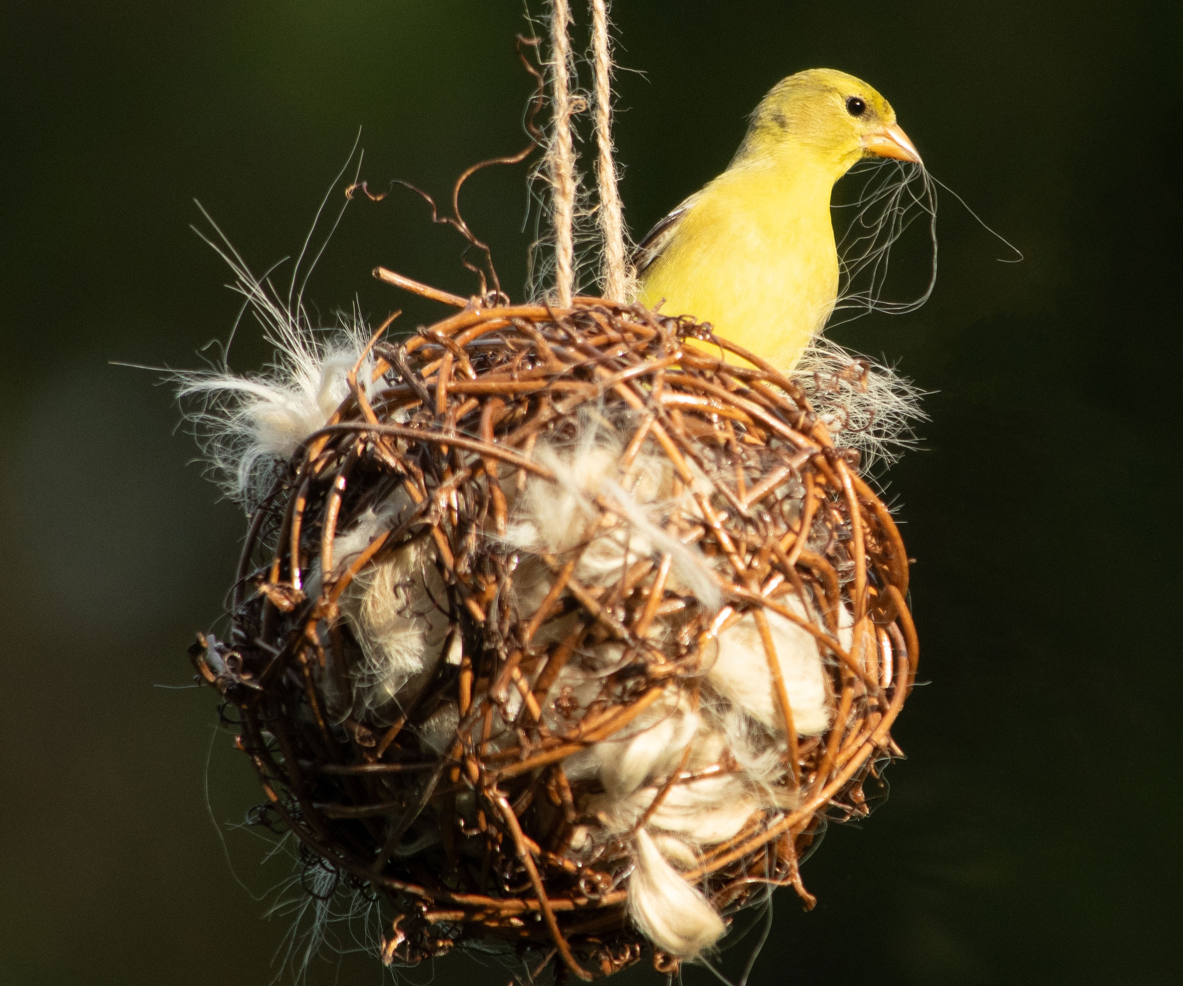 goldfinch dipping into a nesting ball for some bedding