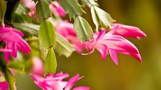 Close-up of Christmas cactus with pink buds