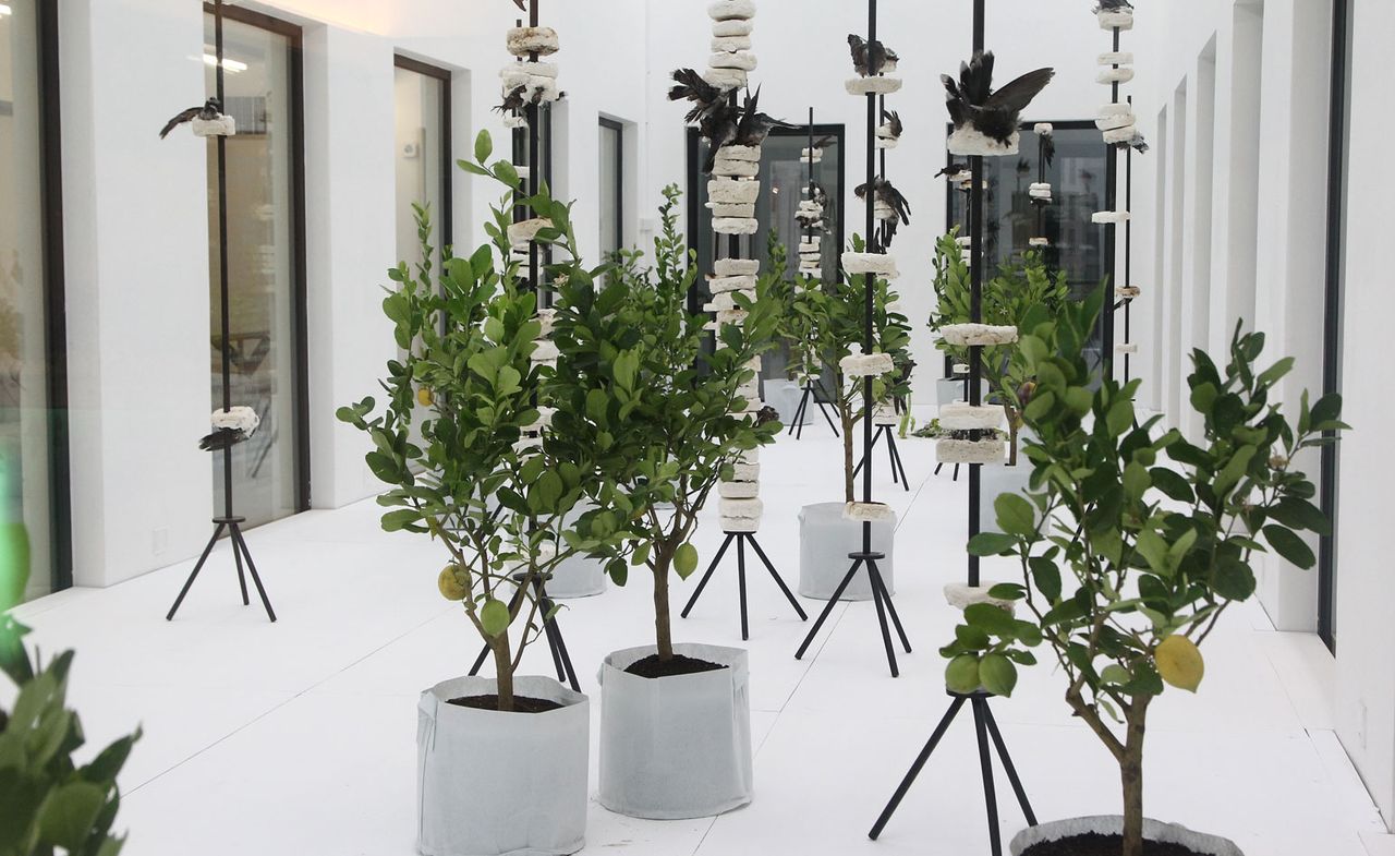 Five Hundred Lemon Trees Proposal for the Museum