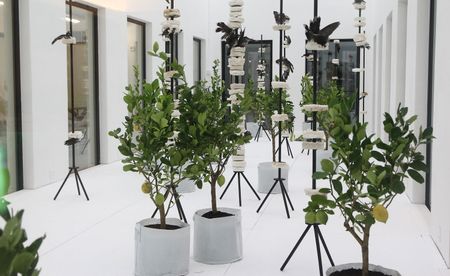 Five Hundred Lemon Trees Proposal for the Museum