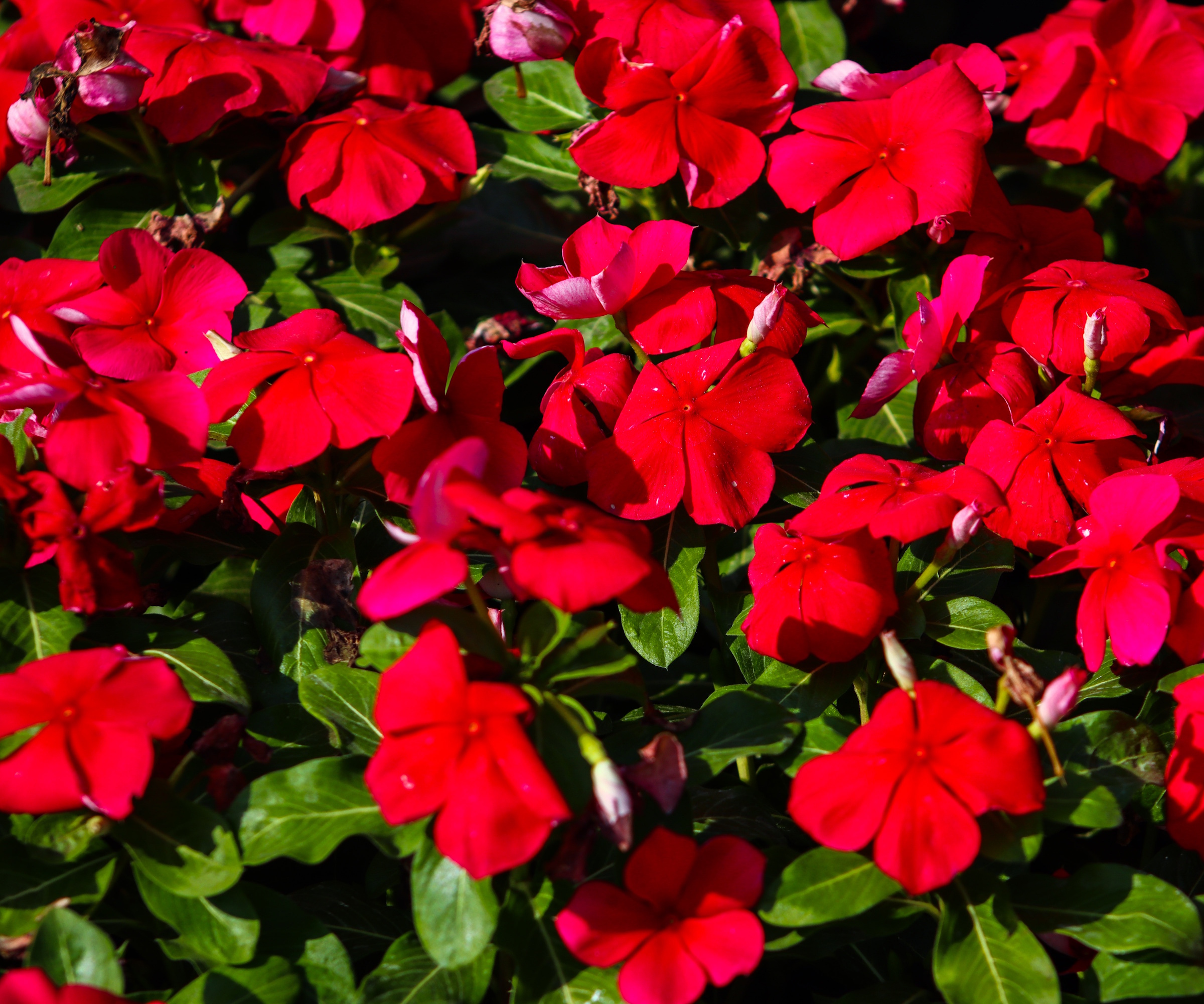 Red vinca flowers
