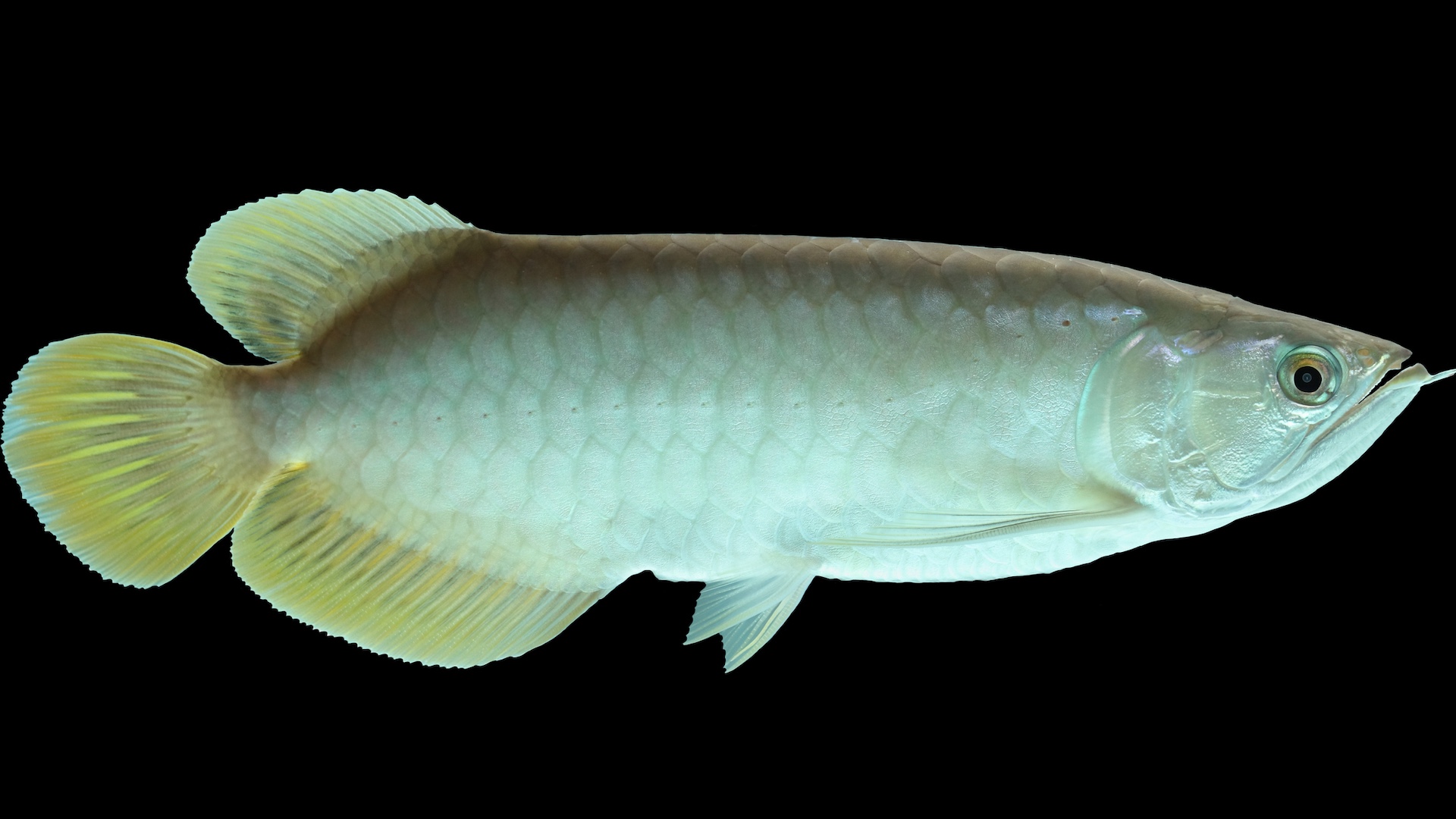 Platinum arowana