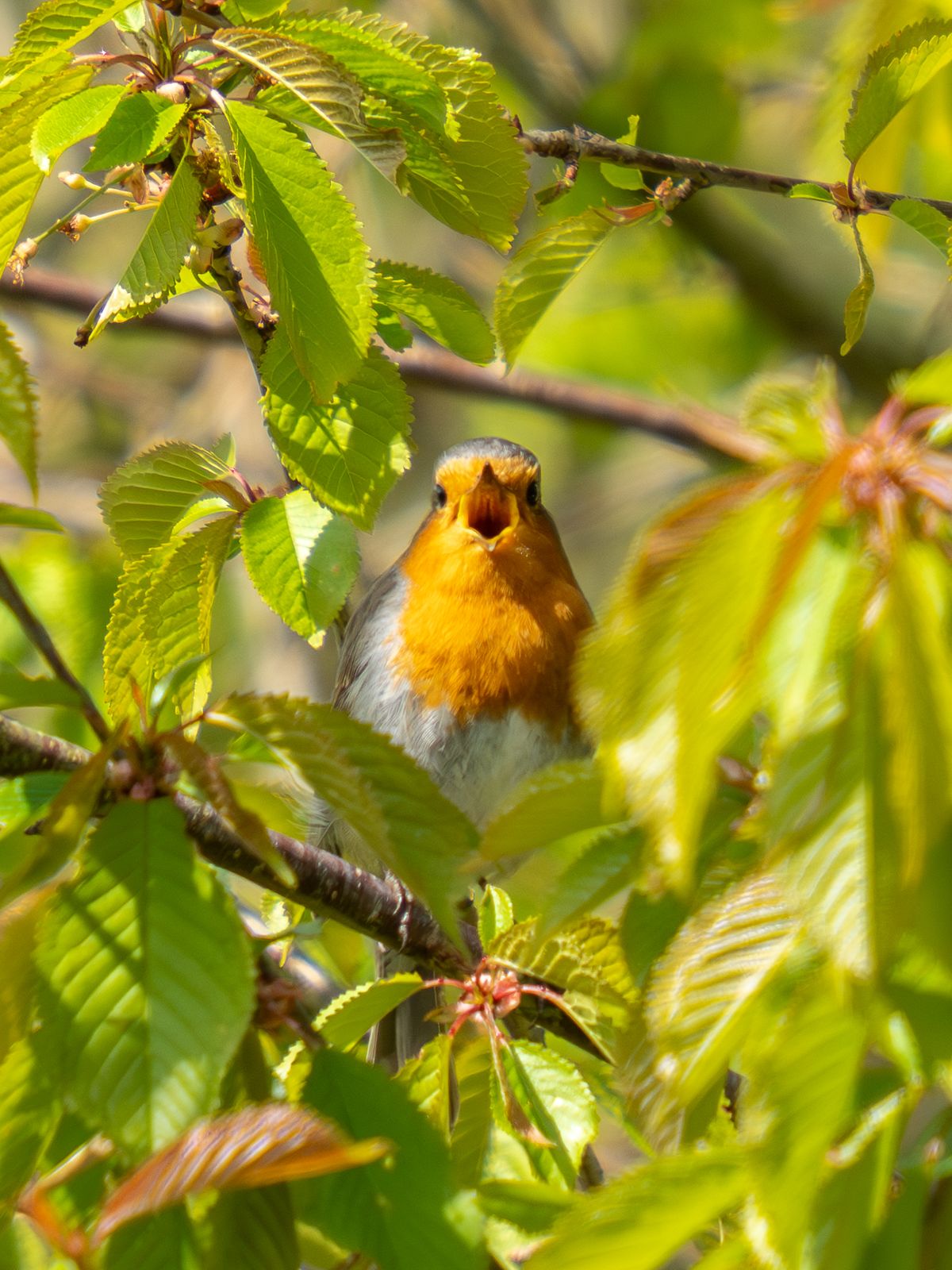 robin sitting in a tree with its mouth open
