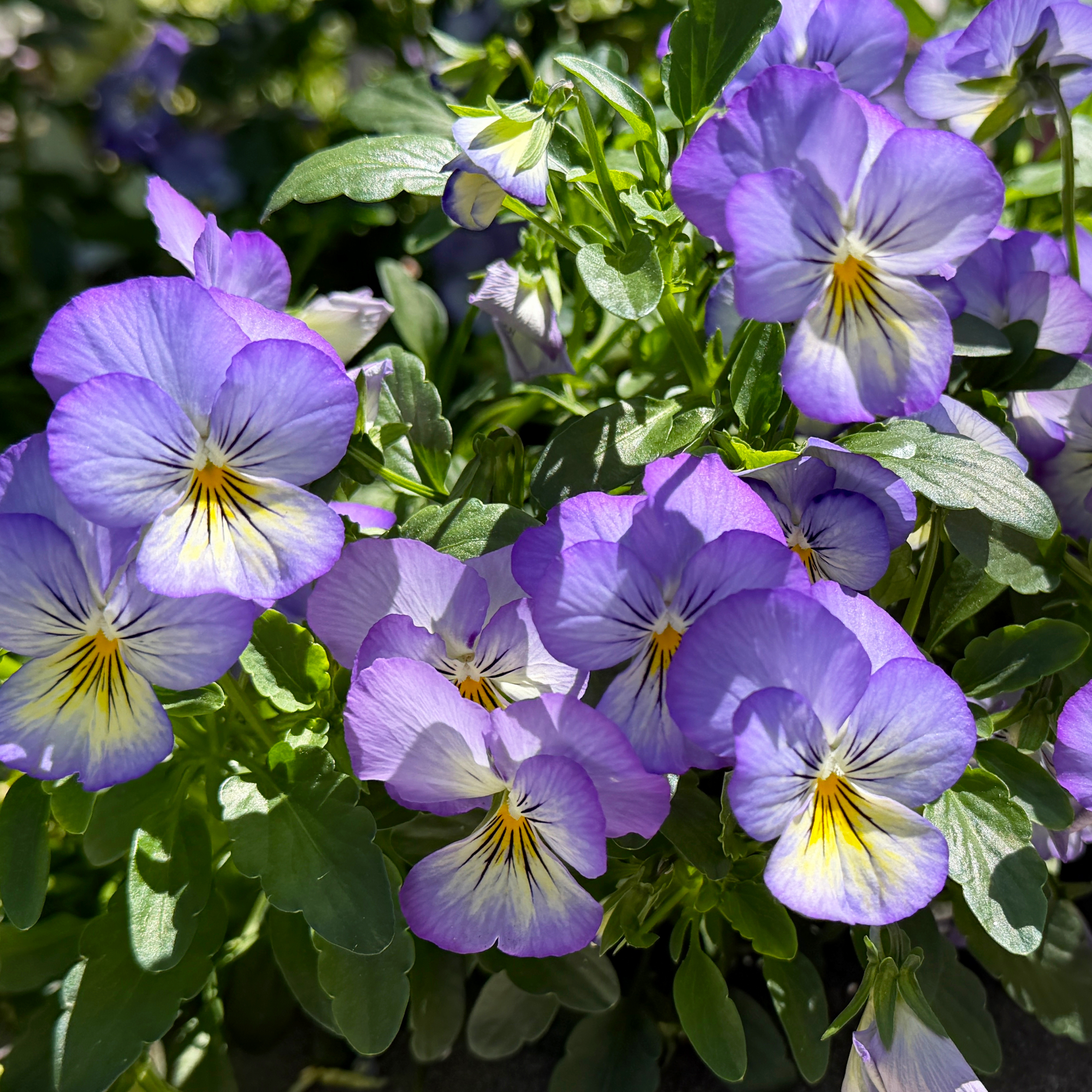 A fun outdoor planter filled with smiling lavender "Cool Wave" variety pansies