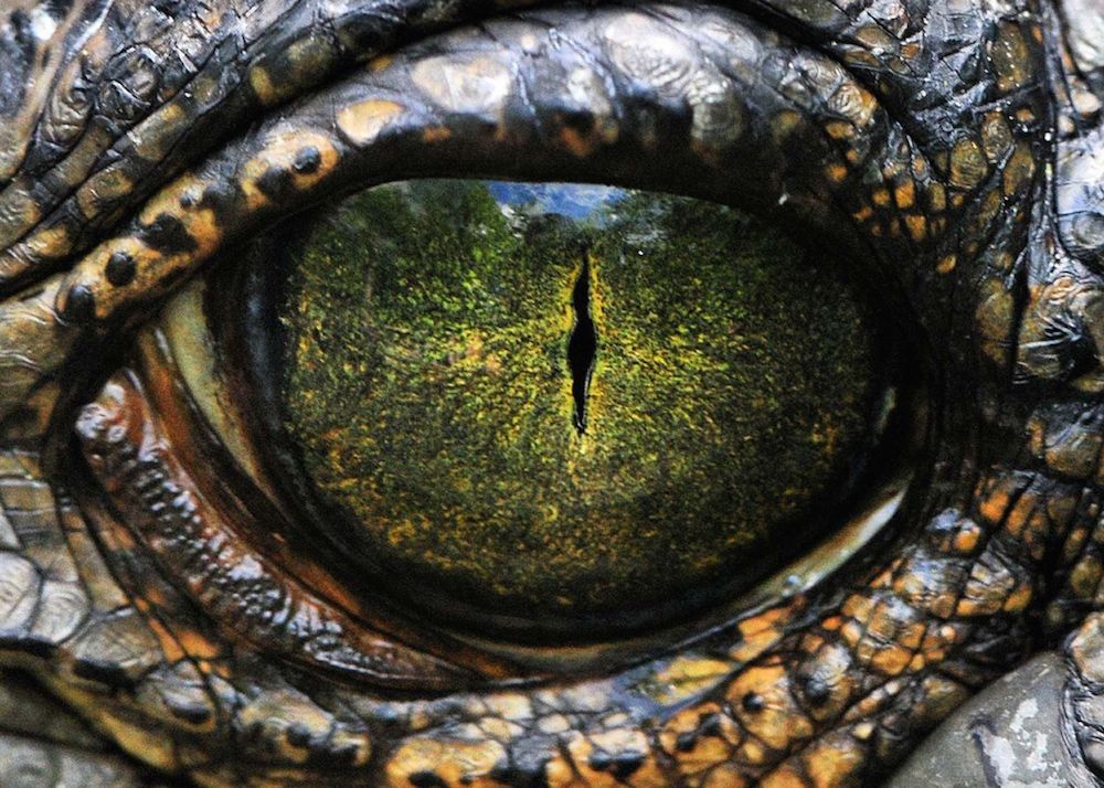 See 15 Crazy Animal Eyes Rectangular Pupils To Wild Colors