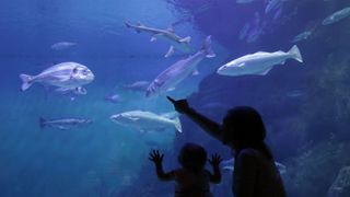 Parent and baby pointing and starting into an aquarium