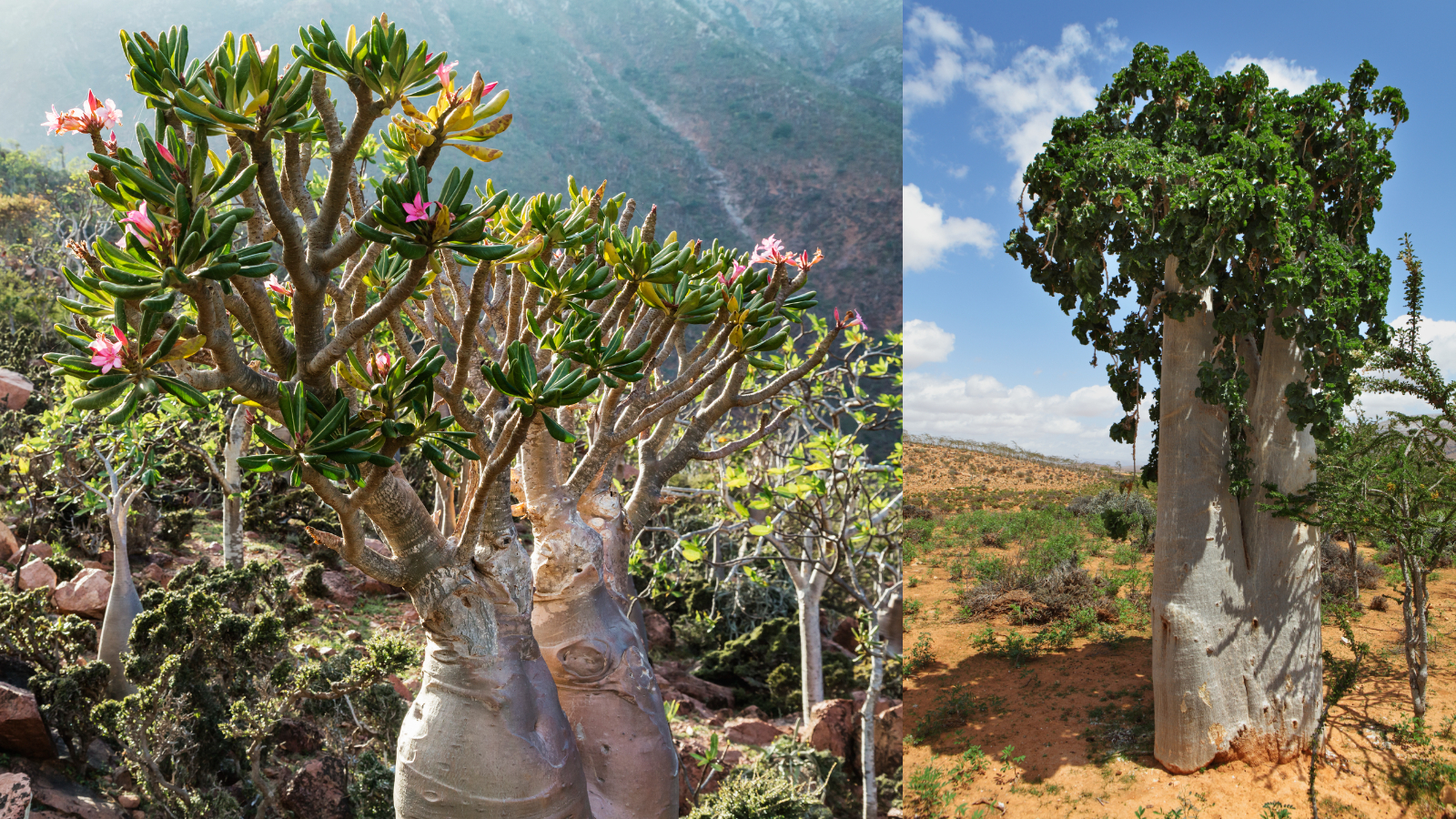 Socotra Archipelago: Yemen's biodiversity hotspot with dragon's blood trees