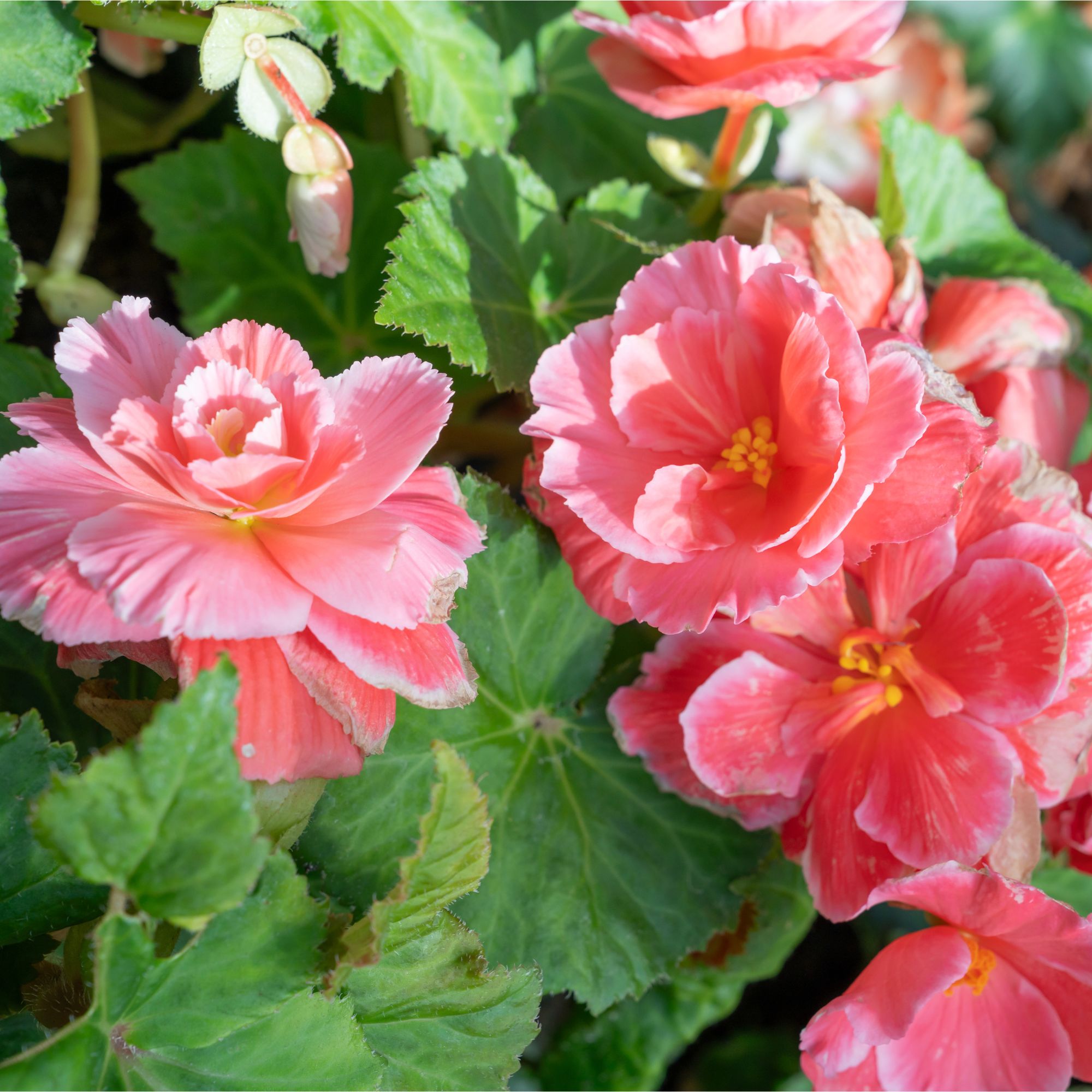Pink begonia flowers growing in garden
