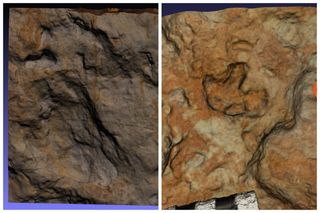 side-by-side digital comparison of an adult stegosaurus track (left) and a baby stegosaurus track (right)