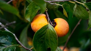 Fruit tree