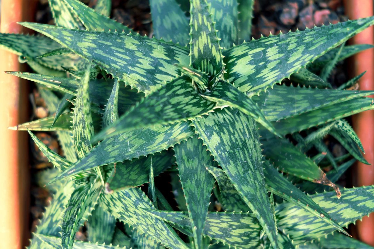 Dark-Light Green Striped Spiky Tiger Aloe Plant