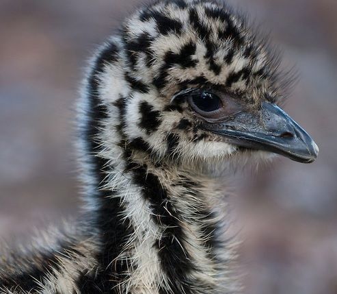 Emu chick