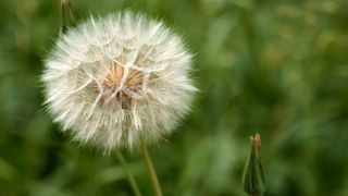 A dandelion with a seeded head