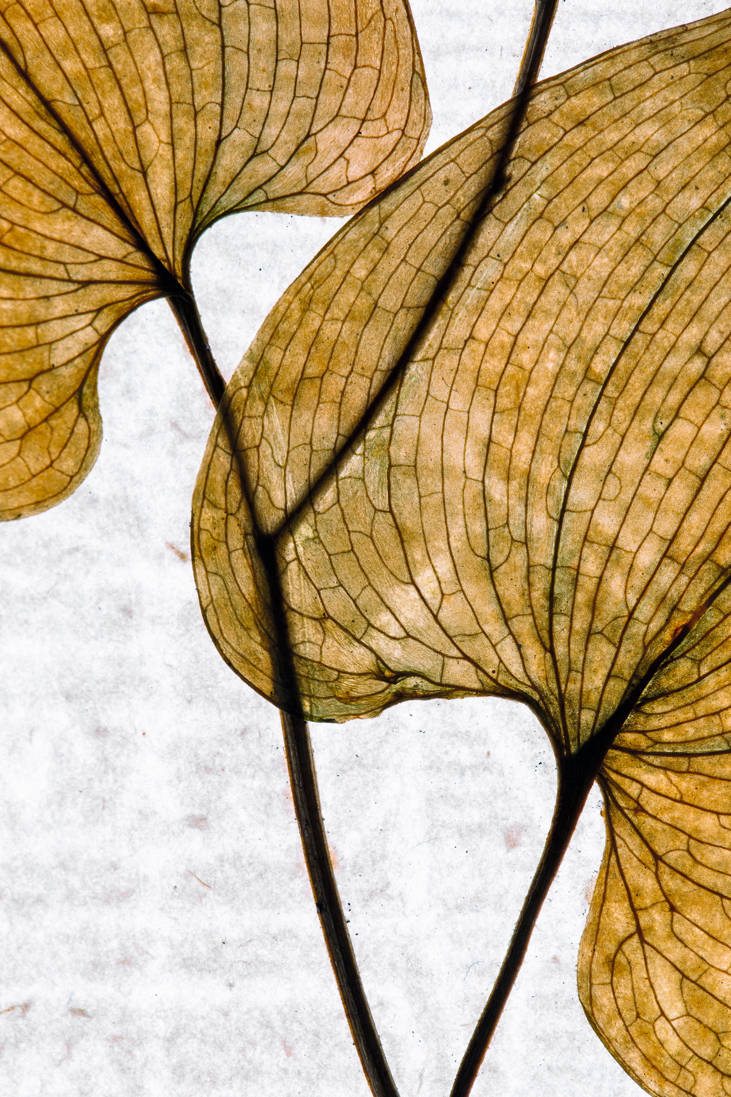 Plants from the Linnaeus collection, flattened and colourful