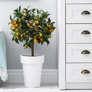 kumquat tree indoors