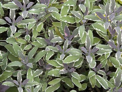 Tricolor Sage Plants