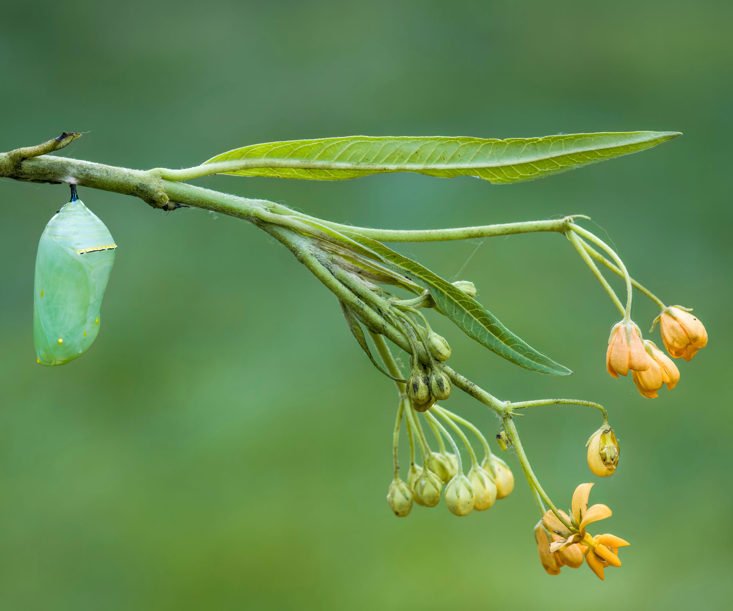 monarch chrysalis hanging from milkweed stem