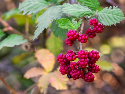 Magenta Colored Dewberries