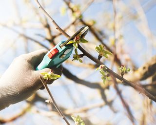 Pruning of an apple tree with secateurs