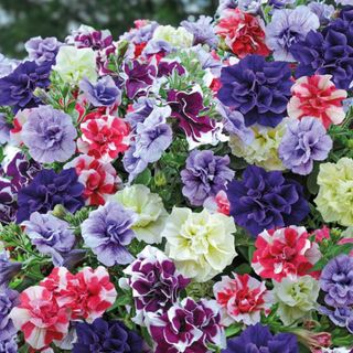 A collection of large, fluffy petunia flower heads in a range of colours, including dark purple, light purple, pink, and cream