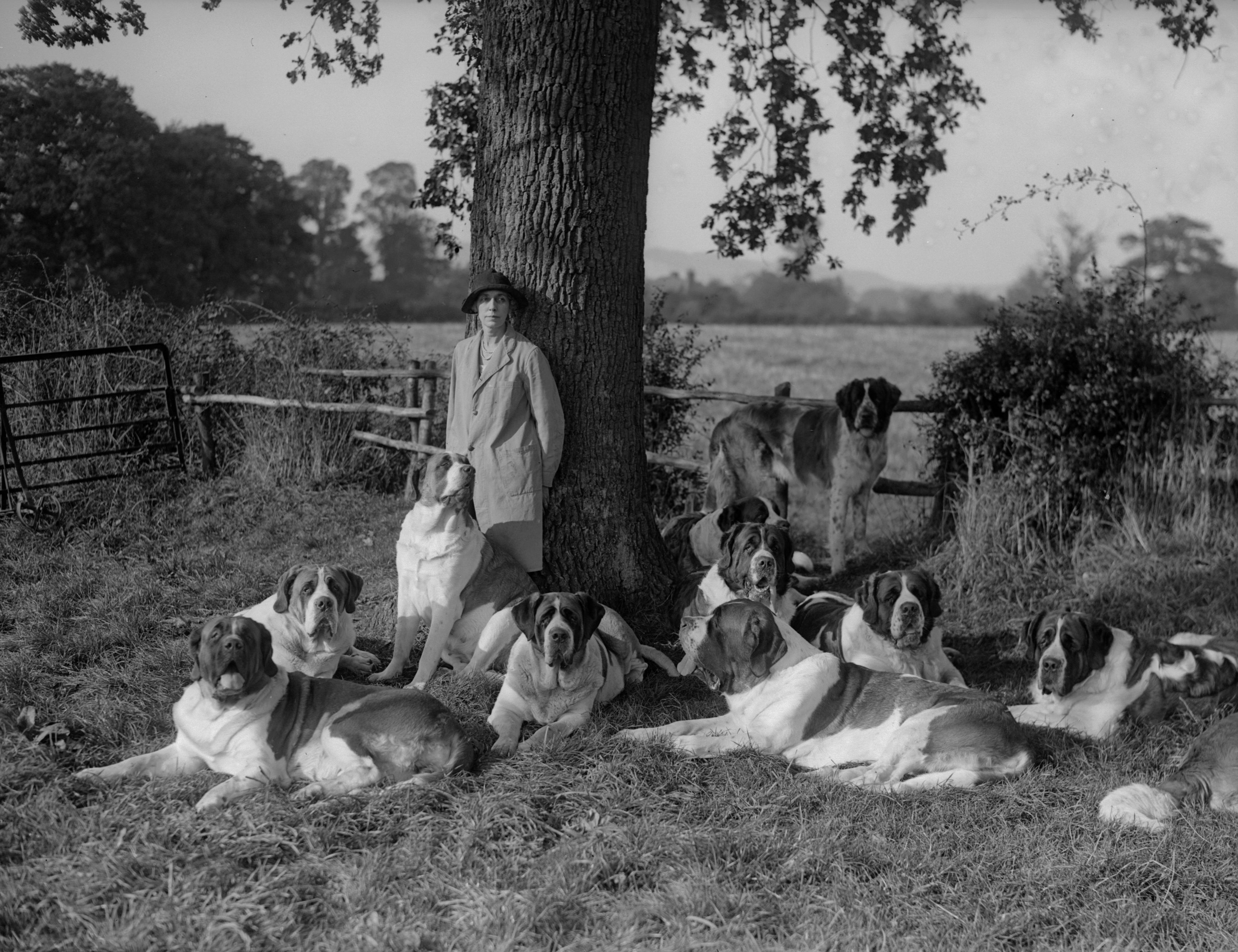 A woman stands beneath a large tree surrounded by a group of adult St Bernards lying and sitting on grass in a rural setting.